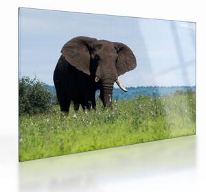 Tablou pe sticlă cu elefant (70x50 cm)