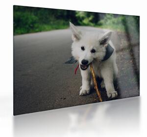 Tablou pe sticlă cu câinele alb (70x50 cm)