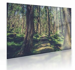 Tablou pe sticlă cu drum între copaci (70x50 cm)