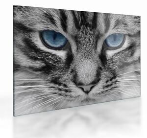 Tablou pe sticlă cu pisica (70x50 cm)