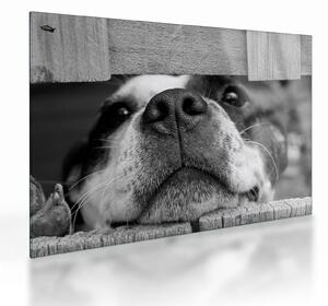 Tablou pe sticlă cu câine (70x50 cm)