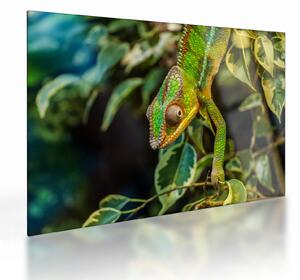 Tablou pe sticlă cu cameleon (70x50 cm)