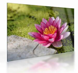 Tablou pe sticlă - Lotus (70x50 cm)