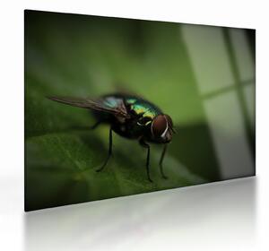Tablou pe sticlă - Musca (70x50 cm)