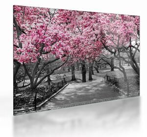 Tablou pe sticlă copacului magnolie (70x50 cm)