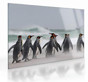 Tablou pe sticlă pinguini în ocean (70x50 cm)