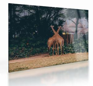 Tablou pe sticlă cu două girafe (70x50 cm)