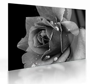 Tablou pe sticlă cu trandafir - albneagră (70x50 cm)