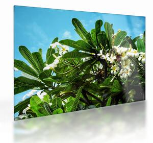 Tablou pe sticlă - Plumeria (70x50 cm)