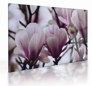 Tablou pe sticlă - Magnolie (70x50 cm)