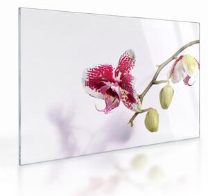 Tablou pe sticlă cu floarea de orhidee (70x50 cm)