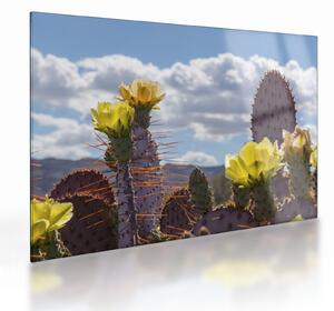 Tablou pe sticlă cu floarea de cactus Opunție (70x50 cm)