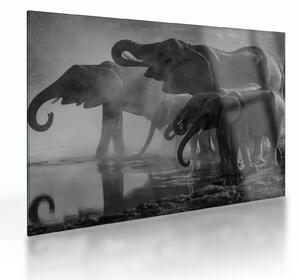 Tablou pe sticlă cu elefanți - albnegru (70x50 cm)