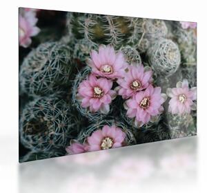 Tablou pe sticlă floare de cactus (70x50 cm)