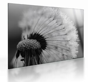 Tablou pe sticlă cu păpădie - albnegru (70x50 cm)