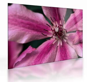 Tablou pe sticlă cu floarea roz de clematis (70x50 cm)