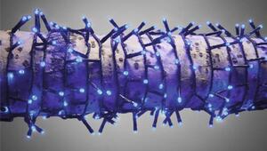 Ghirlandă luminoasă Lafiora 1000 LED-uri 30 m albastru