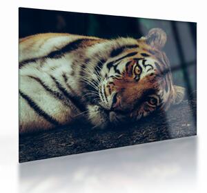 Tablou pe sticlă - Tigrul Siberian (70x50 cm)