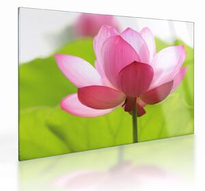 Tablou pe sticlă cu flori de lotus (70x50 cm)