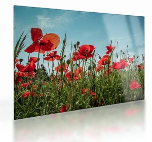 Tablou pe sticlă - Pe câmpul cu maci (70x50 cm)