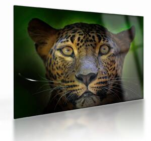 Tablou pe sticlă - Portretul leoparduslui, Sri Lanka (70x50 cm)