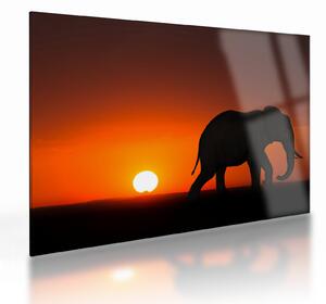 Tablou pe sticlă cu elefant în apus de soare (70x50 cm)
