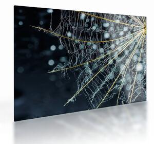 Tablou pe sticlă - Floare cu pânză de pâianjen (70x50 cm)