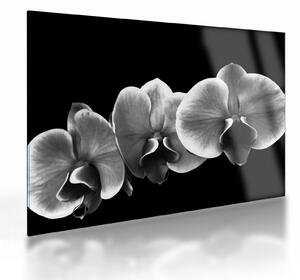 Tablou pe sticlă floare de orhidee (70x50 cm)