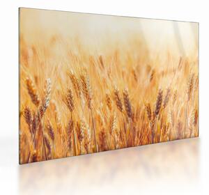 Tablou pe sticlă - câmp cu grâne (70x50 cm)