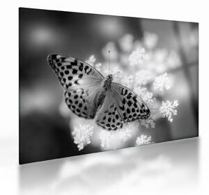 Tablou pe sticlă - Detailu cu fluture care polenizează floare (70x50 cm)