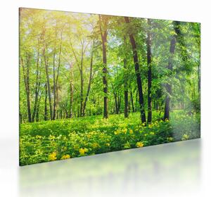 Tablou pe sticlă - Pădurea cu frunze de primăvară (70x50 cm)