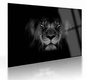 Tablou pe sticlă - Leu majestic (70x50 cm)