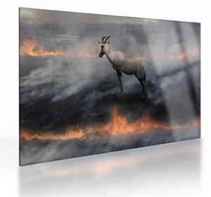 Tablou pe sticlă cu capră de munte în foc (70x50 cm)