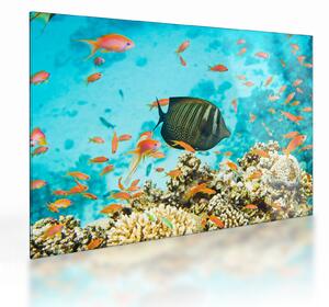 Tablou pe sticlă lumii submarine (70x50 cm)