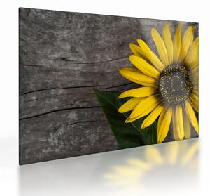 Tablou pe sticlă - Floare de floarea soarelui (70x50 cm)