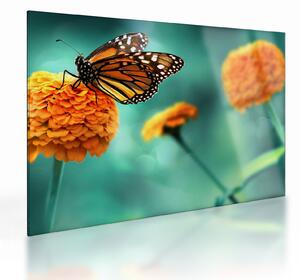 Tablou pe sticlă cu fluture (70x50 cm)