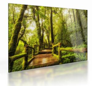 Tablou pe sticlă junglei cu mușchi (70x50 cm)