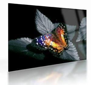 Tablou pe sticlă cu fluture (70x50 cm)