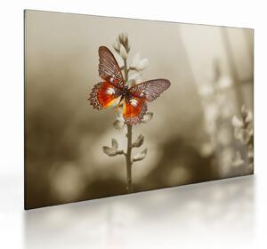 Tablou pe sticlă cu fluture (70x50 cm)
