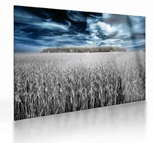 Tablou pe sticlă cu câmp (70x50 cm)