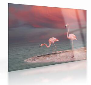 Tablou pe sticlă - Flamingo (70x50 cm)