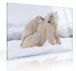 Tablou pe sticlă - Urs polar (70x50 cm)