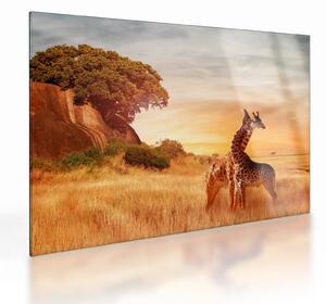 Tablou pe sticlă Girafe în Africa (70x50 cm)