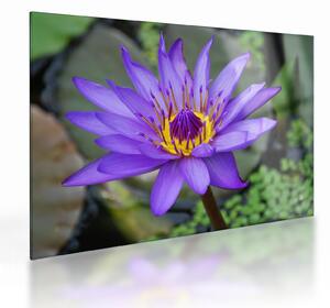 Tablou pe sticlă - Floare violet (70x50 cm)