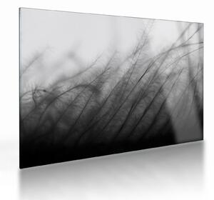 Tablou pe sticlă - Iarba în vânt (70x50 cm)