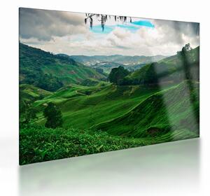 Tablou pe sticlă Plantații de ceai - Malaezia (70x50 cm)