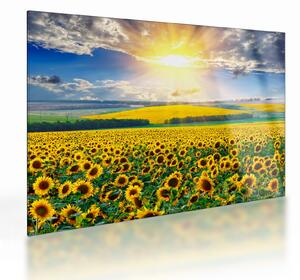 Tablou pe sticlă - Câmp cu floarea soarelui (70x50 cm)