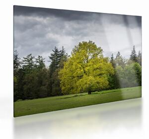 Tablou pe sticlă - Copac verde în câmp (70x50 cm)