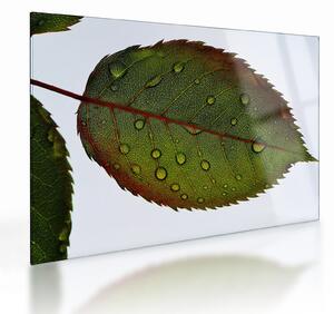 Tablou pe sticlă - Frunze de trandafir (70x50 cm)