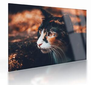 Tablou pe sticlă - Privirea pisicii (70x50 cm)